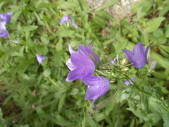 Campanula rhomboidalis