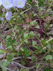 Phacelia dubia interior