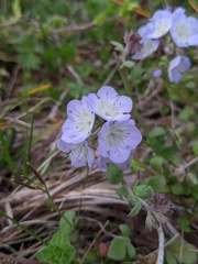 Phacelia dubia interior