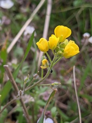Paysonia lescurii