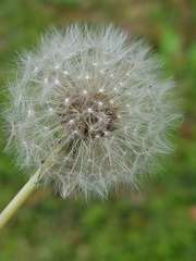 Taraxacum officinale