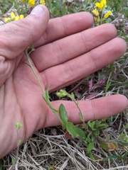 Paysonia lescurii