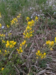 Paysonia lescurii
