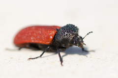 Bostrichus capucinus