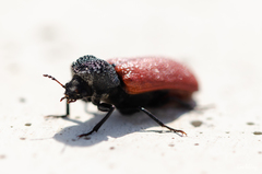 Bostrichus capucinus