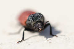 Bostrichus capucinus