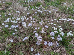 Phacelia dubia interior
