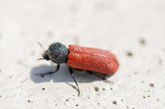 Bostrichus capucinus