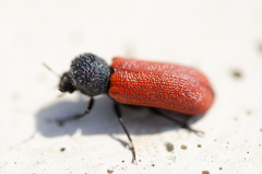 Bostrichus capucinus