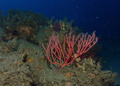 Leptogorgia chilensis