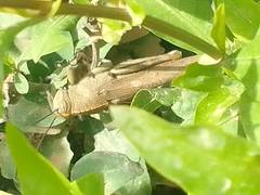 Anacridium aegyptium