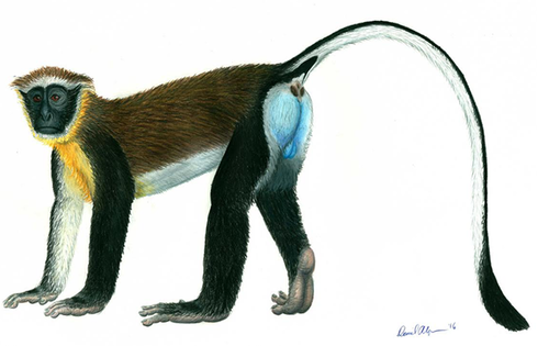 Dryas Monkey (Chlorocebus dryas) — Endangered Mammalia