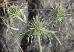 Eryngium castrense