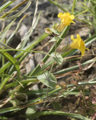 Erythranthe glaucescens