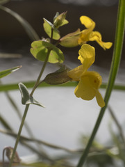 Erythranthe glaucescens