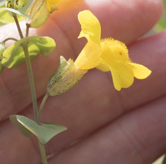 Erythranthe glaucescens