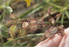 Erythranthe glaucescens