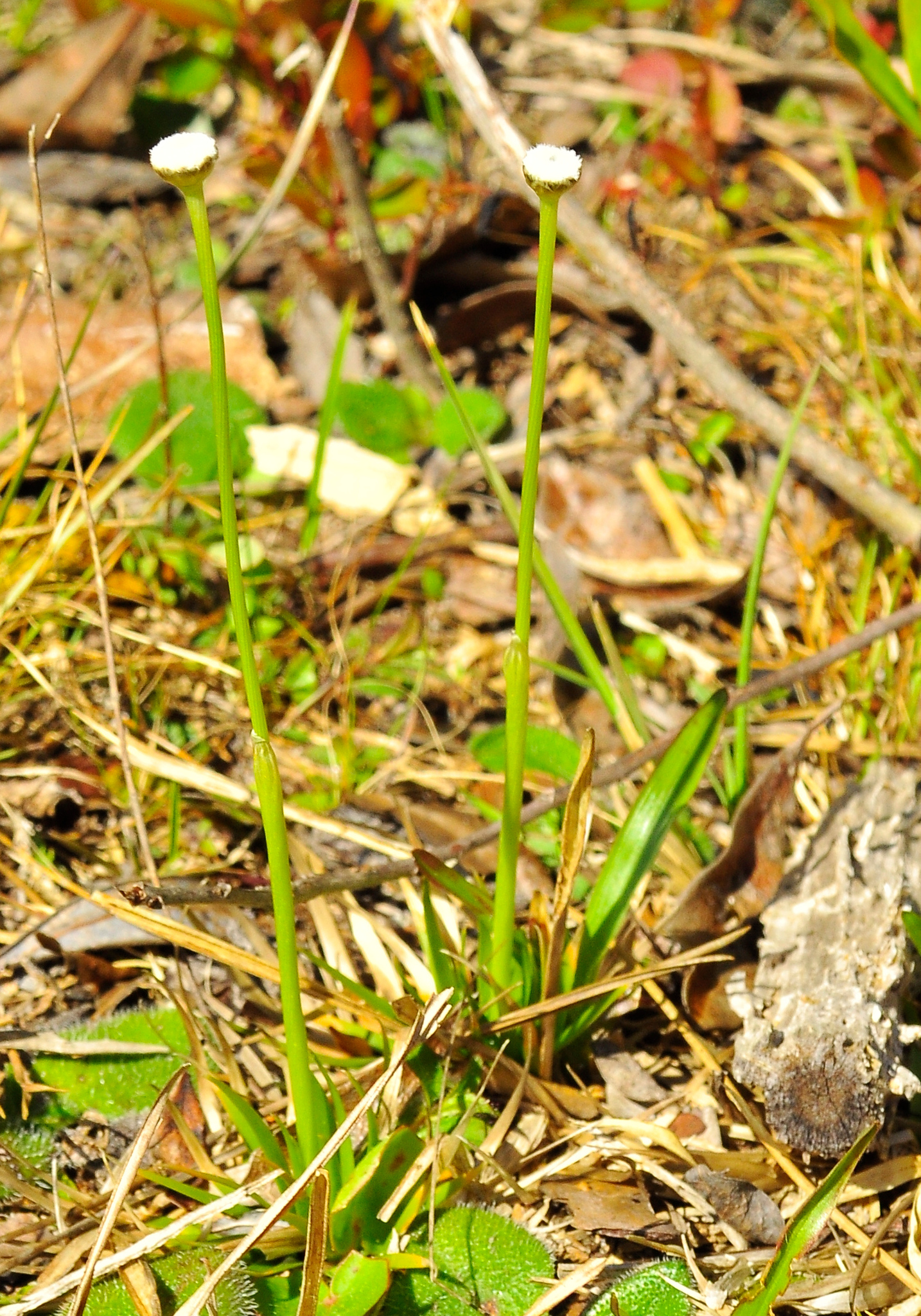Eriocaulon nigrobracteatum