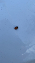 Coccinella septempunctata