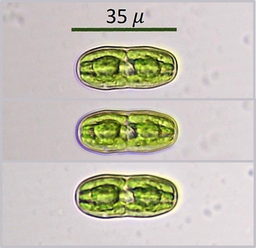 Actinotaenium