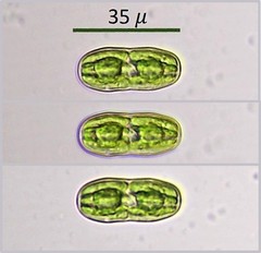 Actinotaenium curtum