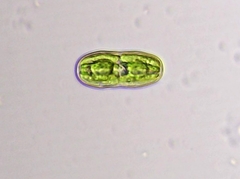 Actinotaenium curtum
