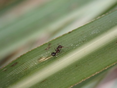 Colobopsis impressa