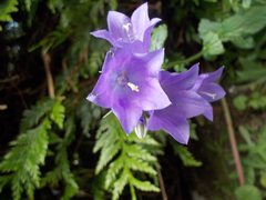 Campanula rhomboidalis