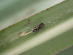 Colobopsis impressa