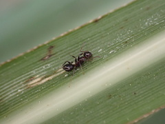 Colobopsis impressa