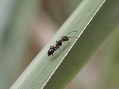 Colobopsis impressa