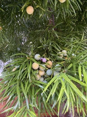 Afrocarpus gracilior