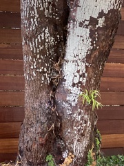 Afrocarpus gracilior