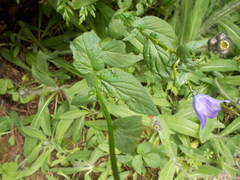 Campanula rhomboidalis