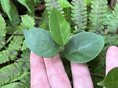 Apocynoideae