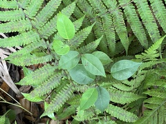 Apocynoideae