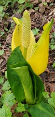 Lysichiton americanus