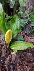 Lysichiton americanus