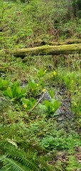 Lysichiton americanus