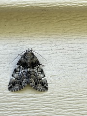 Allotria