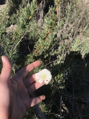 Calystegia macrostegia