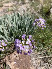 Phoenicaulis