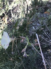 Calystegia macrostegia