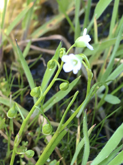 Montia linearis