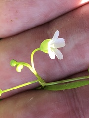 Montia linearis