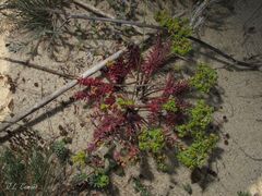 Euphorbia portlandica