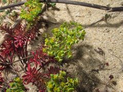 Euphorbia portlandica
