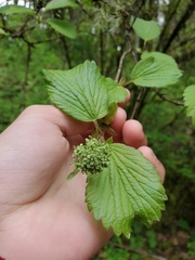 Viburnum ellipticum