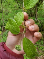 Viburnum ellipticum