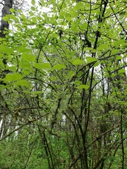 Viburnum ellipticum